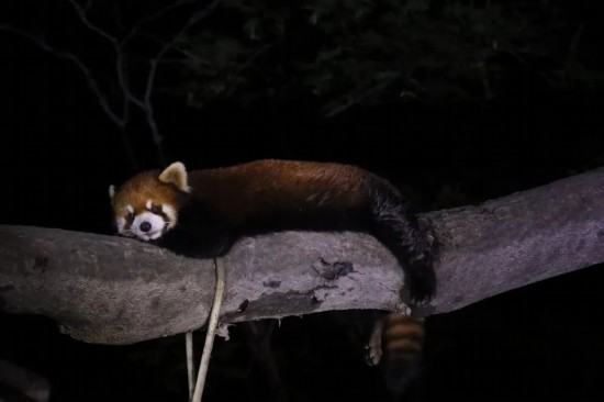 日落后出发上海夜生活上新(图15)